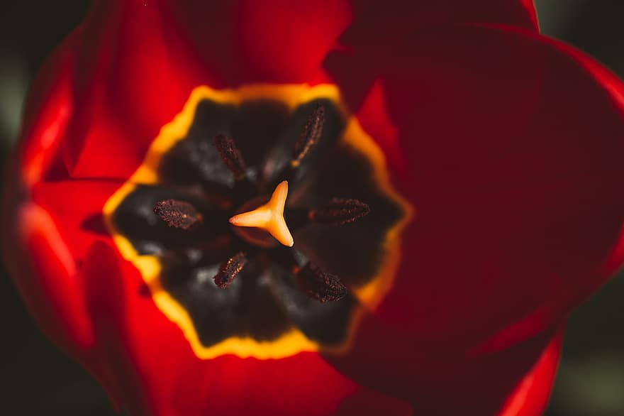 tulipa, flor, detalhe, macro, flora, fechar-se, plantar, pétala, cabeça de flor, flor única, folha