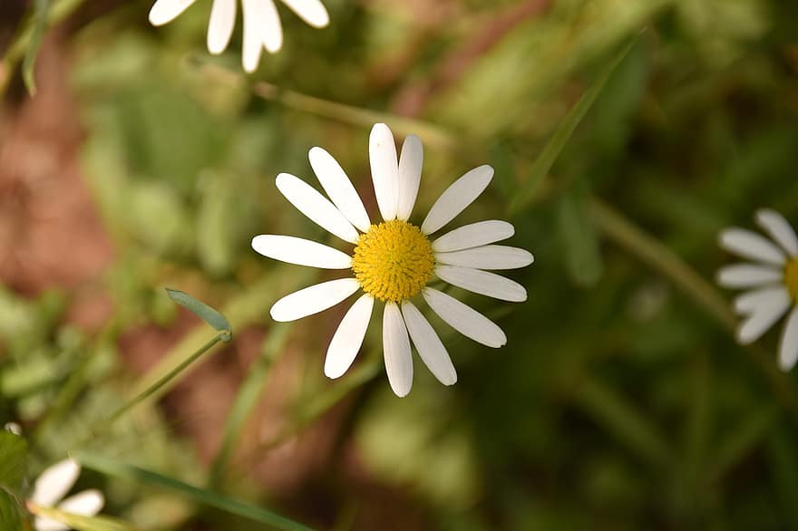 Flower, Marguerite, Flowers With Petals, Flowering In The Spring, Plants, Wild Flowers