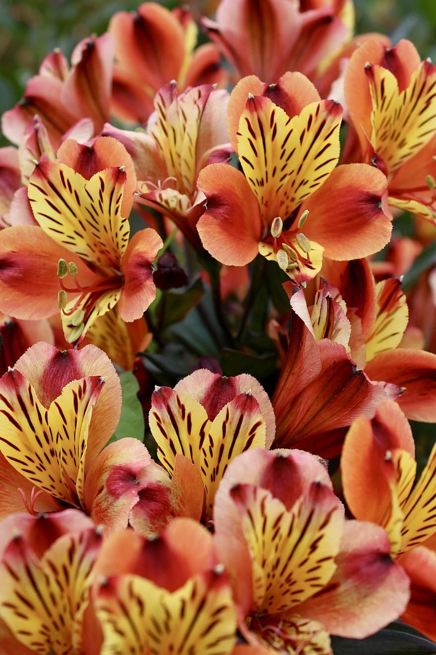 Lily Of The Incas, Alstroemeria, Peruvian Lilies, Bouquet, Garden, Flowers, Nature