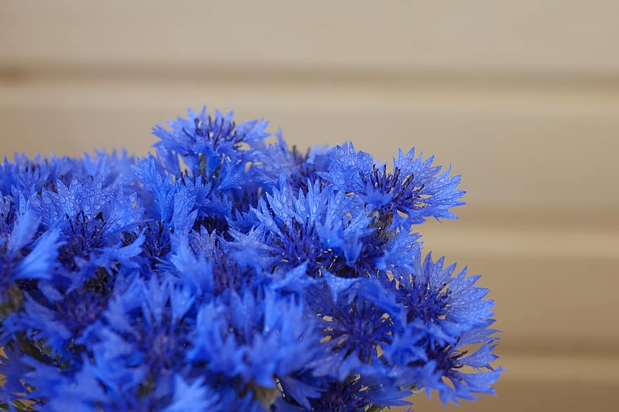 Bouquet Of Cornflowers, Background Of A Wooden Wall, Blurred Background, Macro