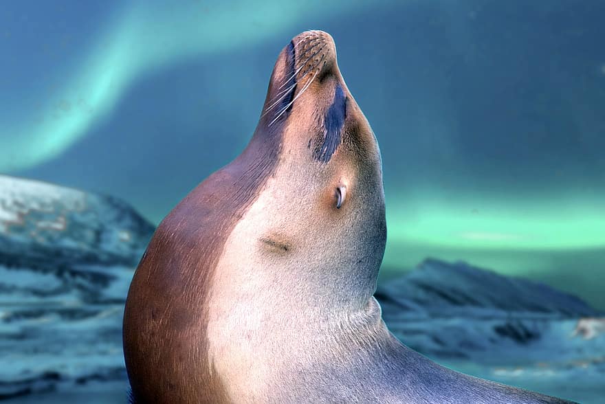 foca, Leone marino, animale, artico, la neve, aurora, inverno, mammifero, mammifero marino, animali allo stato selvatico, blu