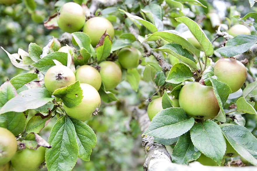 apel, buah-buahan, makanan, segar, sehat, matang, organik, manis, menghasilkan, panen, Daun-daun