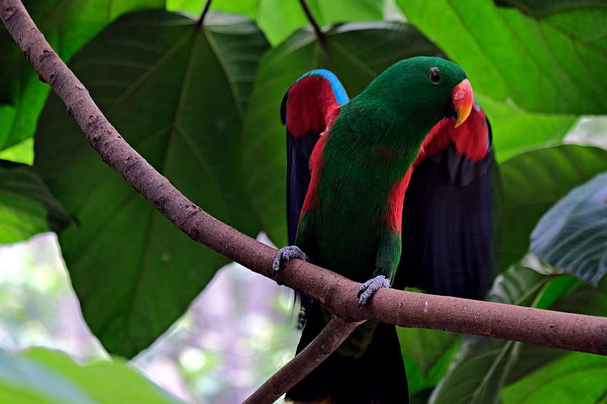 pássaro, papagaio eclectus, papagaio verde, fauna, multi colorido, bico, pena, clima tropical, ramo, cor verde, fechar-se