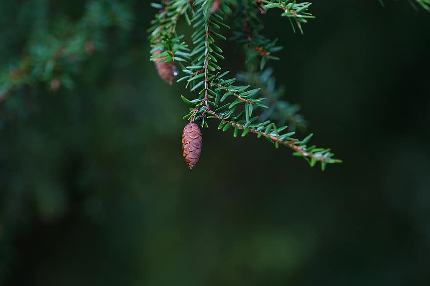 hemlock timur, conifer cone, pohon, Jarum Konifer, cabang, Pohon cemara Hemlock Timur, Hemlock Kanada, konifer, hutan, alam