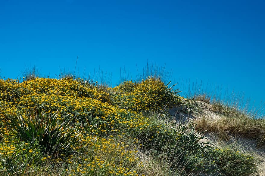 Balearic Islands, Beach, Dune, Flowers, Yellow, Blue Sky, Nature, Landscape, Dream, Light