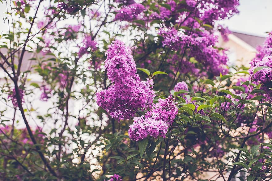fiori viola, giardino, natura, primavera, sfondo, fioritura, Fiori che sbocciano