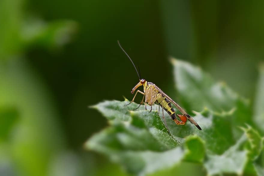 kukaiņi, skorpions lido, vīrišķais, entomoloģija, dārzs, raksturs, makro, tuvplāns, zaļā krāsa, lapas, vasarā