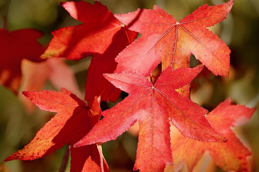 листя, дерево, осінь, падіння, червоне листя, флора, природи