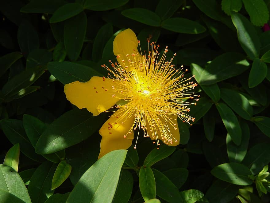 Herba de Johnsplumiges St John, hypericum patulum, flor, florir, primavera, estiu, groc, planta, naturalesa