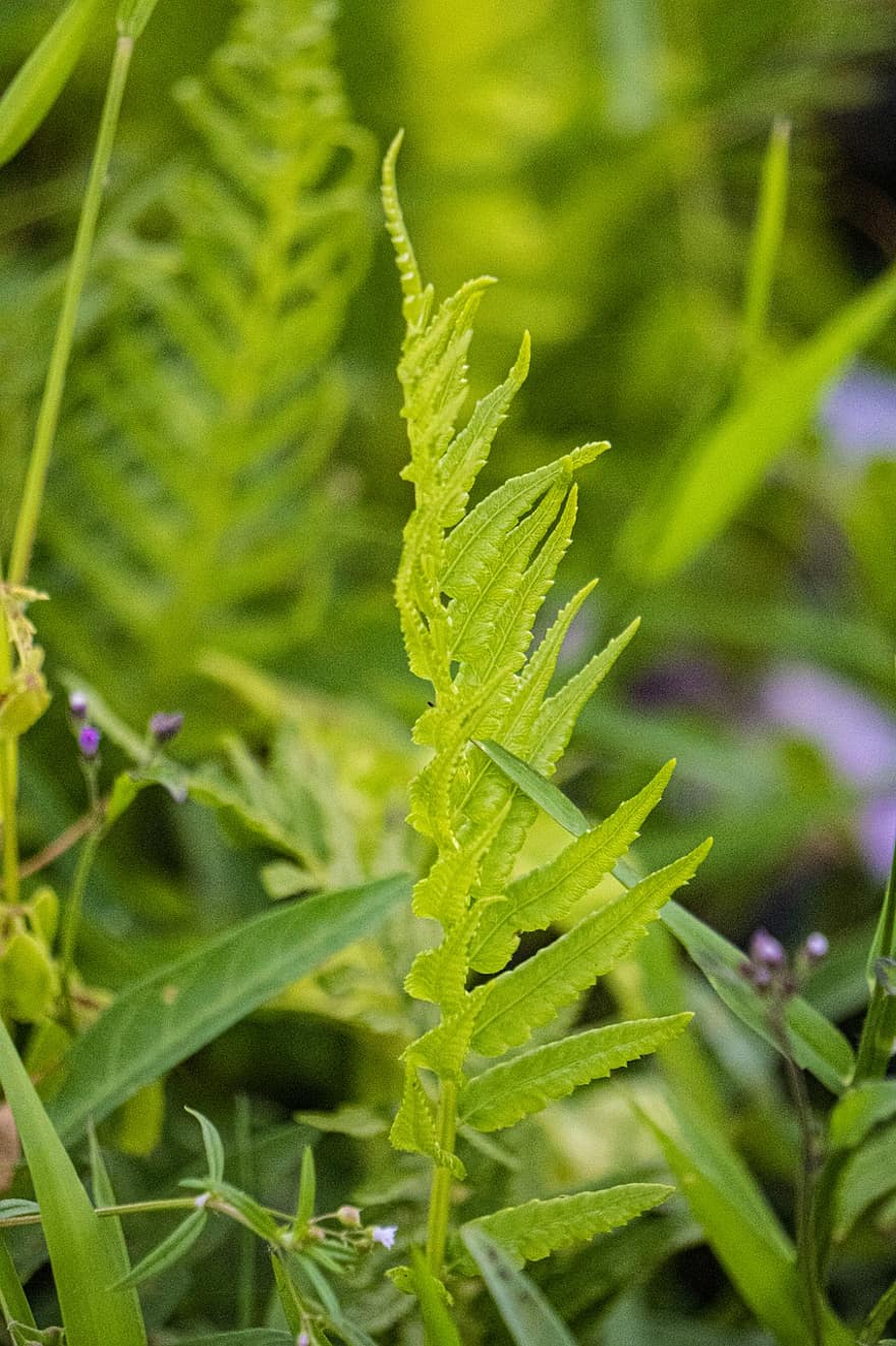 Fern, Plants, Nature, leaf, plant, green color, close-up, summer, freshness, growth, forest