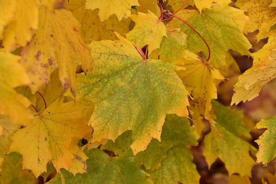 аркушів, ґрунтовий покрив, осінній колір, лист, осінь, жовтий, сезон, дерево, жовтень, різнокольорові, ліс
