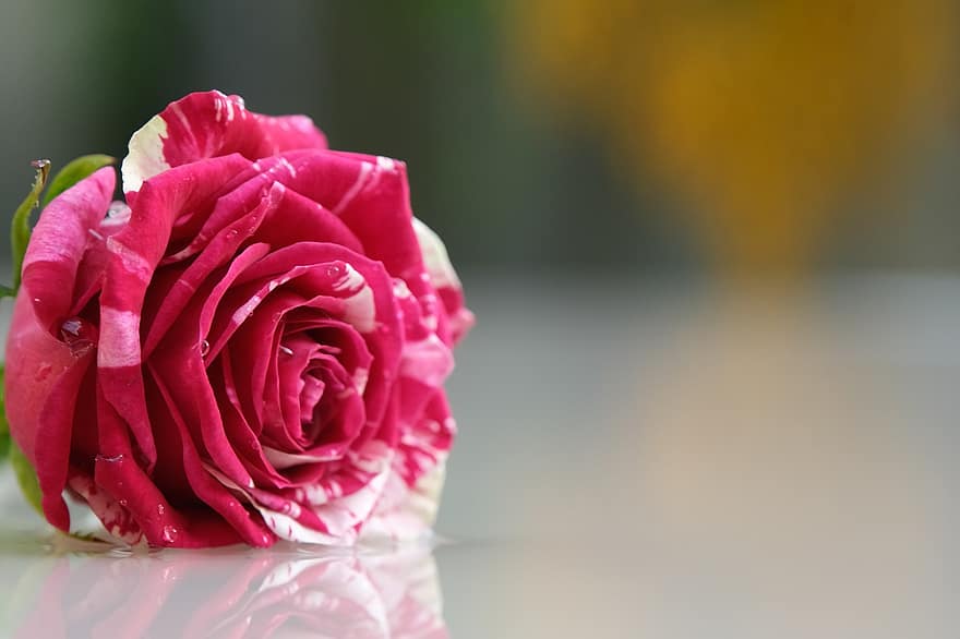 गुलाब का फूल, गुलाबी गुलाब, फूल, गुलाबी फूल, पंखुड़ियों, गुलाबी पंखुड़ी, फूल का खिलना, खिलना, वनस्पति, गुलाब की पंखुड़ियां, गुलाब खिल गया