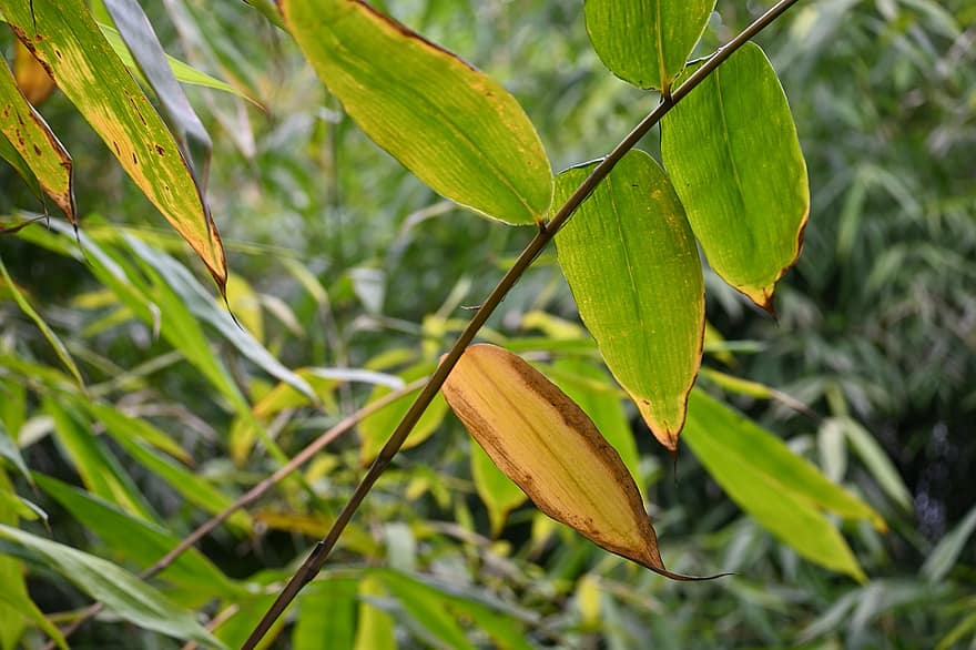 листя бамбука, бамбуковий ліс, лист, Рослина, зелений колір, впритул, дерево, фони, літо, жовтий, ліс