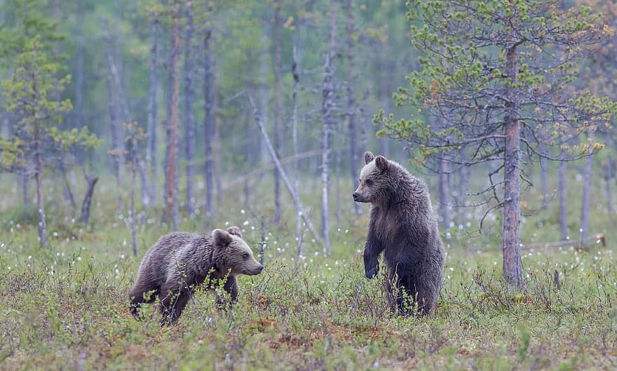 bruine beren, bears, dieren, roofdier, gevaarlijk, zoogdieren, natuur, dieren in het wild, Bos, schattig, vacht