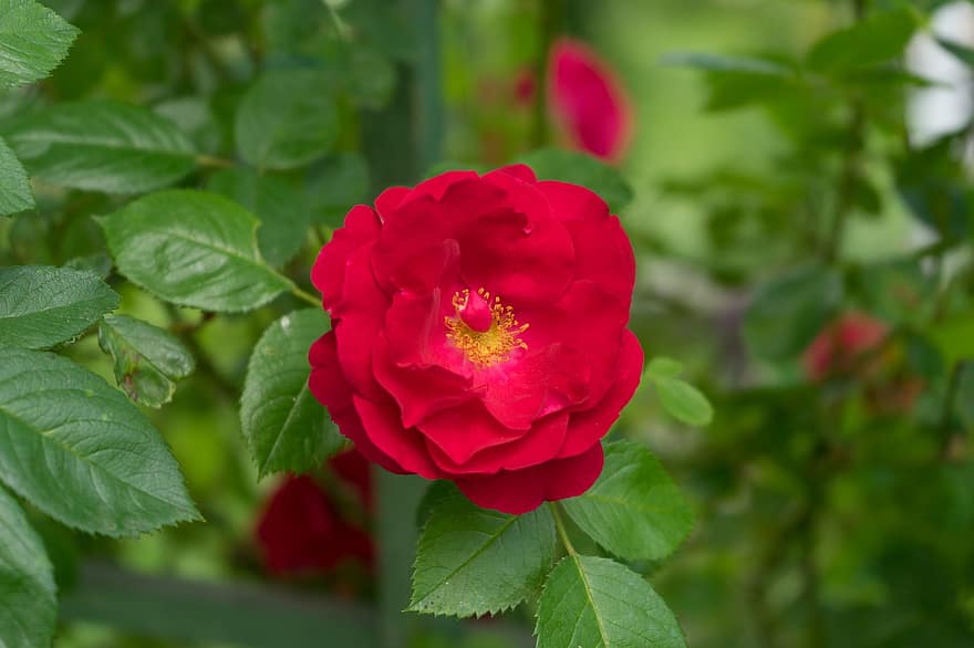 rosa, fiore, rosa rossa, fiore rosso, le foglie, petali, petali rossi, fiorire, fioritura, natura