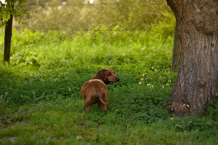 dachshund, cão, animal, canino, pele, focinho, mamífero, retrato de cachorro, mundo animal, ao ar livre, pets