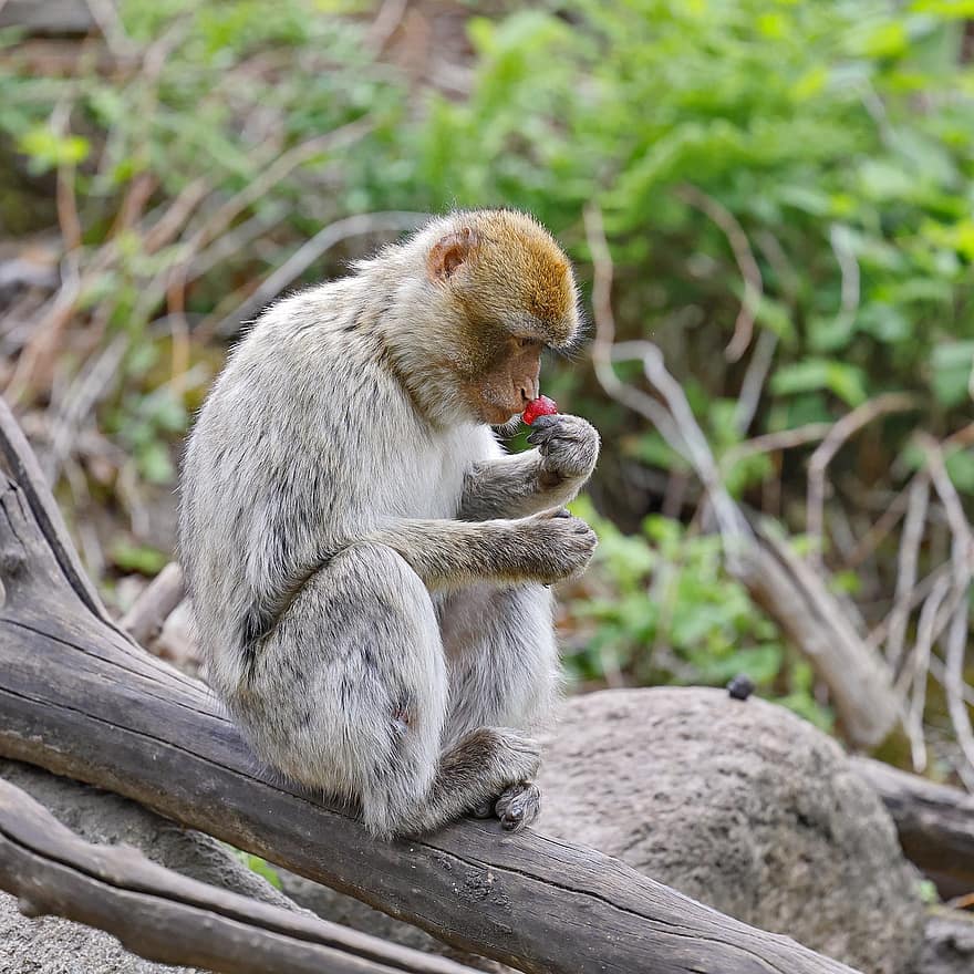 barbariška makaka, beždžionė, primatas, laukinės gamtos, žinduolių, rūšis, fauna, gyvūnas