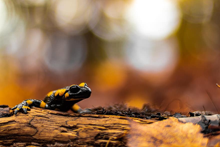 salamander api, salamander, amfibi, alam, reptil, hewan, margasatwa, merapatkan, kuning, binatang di alam liar, hutan