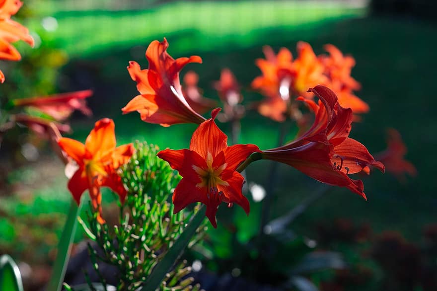 amaryllis, những bông hoa, cây, hoa, vườn, thuộc về thực vật, mùa xuân, trang trí, nở hoa, Thiên nhiên, ánh sáng mặt trời