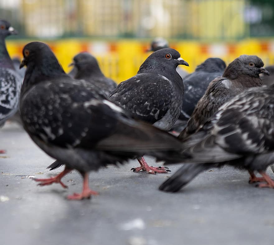 pigeon sauvage, pigeon ramier, oiseau, branche, perché, Pigeon, animal, plumes, plumage, faune, la nature