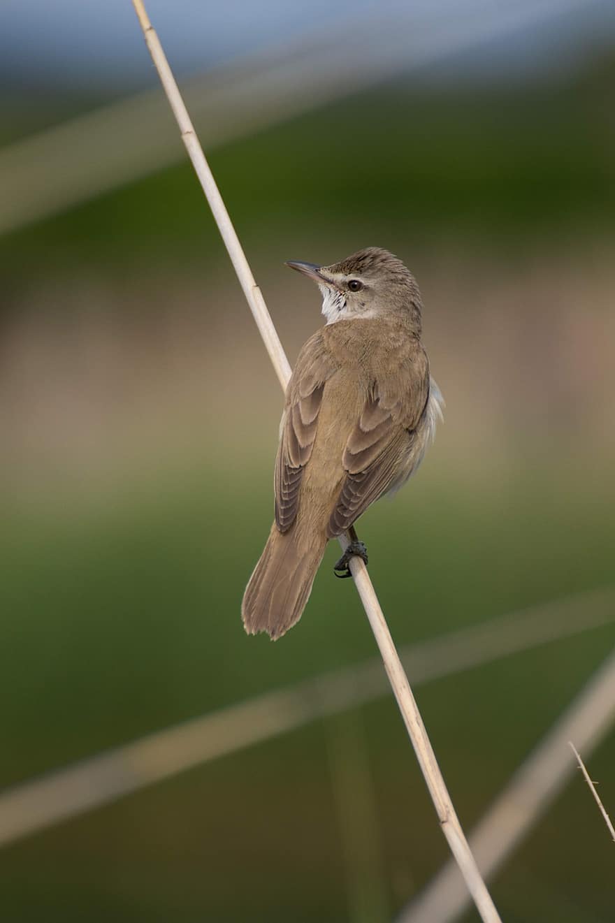 reed warbler, burung, bertengger, hewan, burung penyanyi, margasatwa, bulu, bulu burung, alam