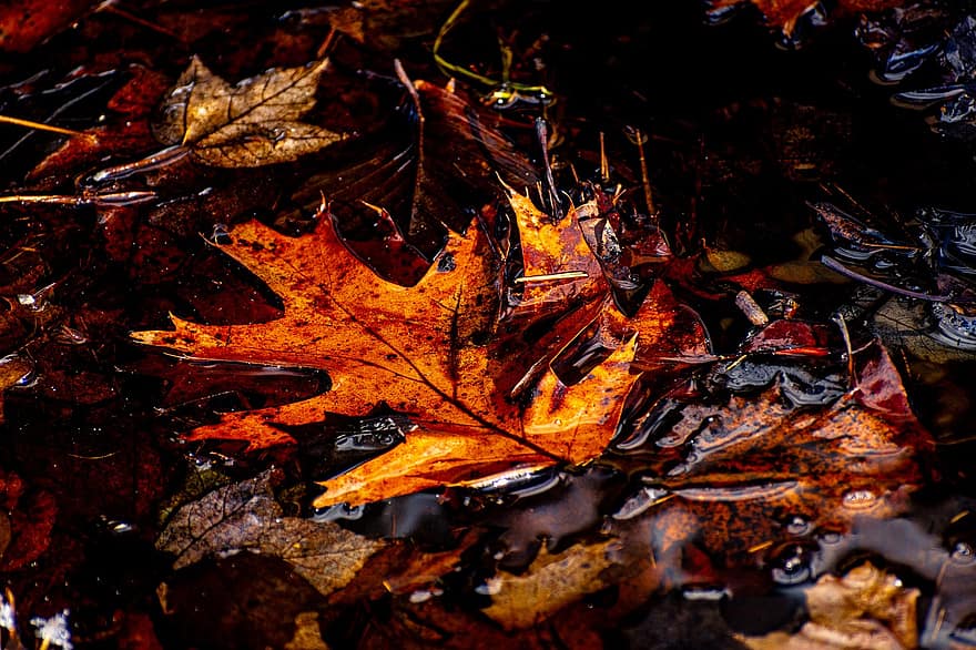 Leaves, Maple, Foligae, Water, Wet, Autumn, Fall, Nature, Tree, Season, Wood
