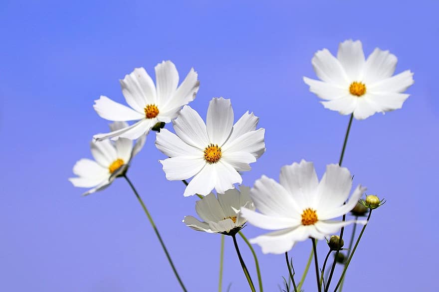 cosmo, fiori, fiori bianchi