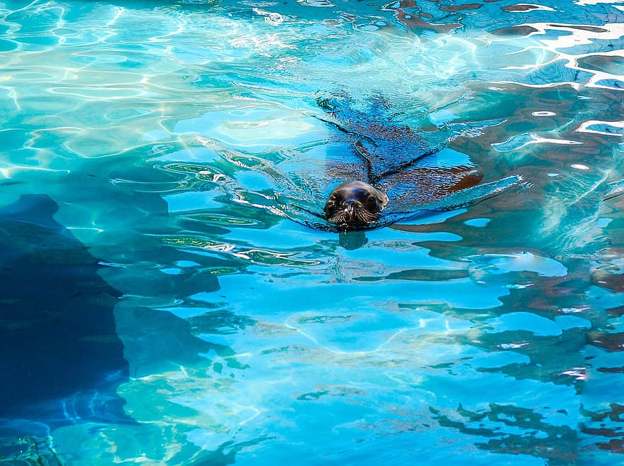 Seal, Animal, Swimming, water, blue, underwater, animals in the wild, scuba diving, fish, summer, sea life