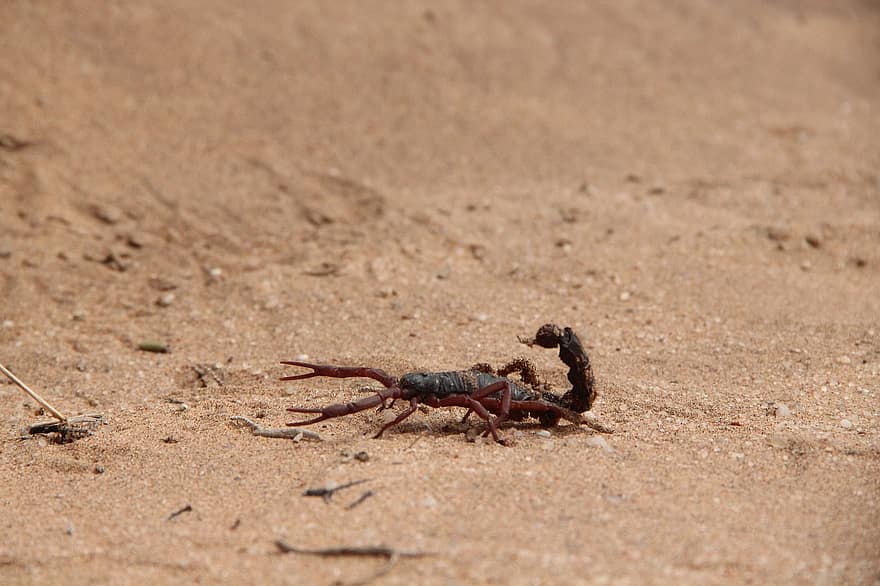 skorpion, dyr, væsen