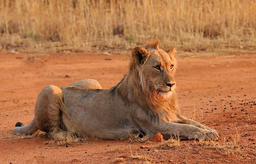 lleó, animal, safari, vida salvatge, gat gran, mamífer, depredador, naturalesa, felí, Àfrica, animals a la natura