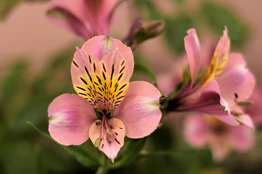 Blume, Lilie, peruanische Lilie, Alstroemeria, blühen, Pflanze, bunt, Natur, Inkas