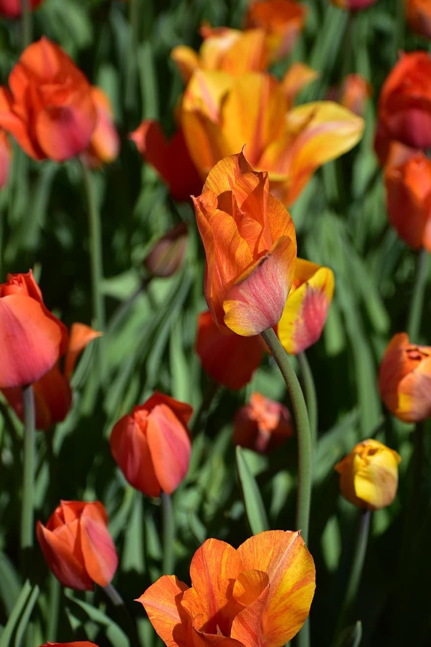 Iris, Flowers, Nature, Garden, Plants, Bloom, Amsterdam, Keukenhof, Holland, Netherlands, Field Of Flowers