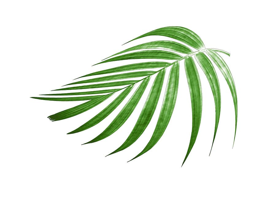 Palma, folha, verde, botânica, exótico, coco, tropical, fronde, ramo, árvore, padronizar