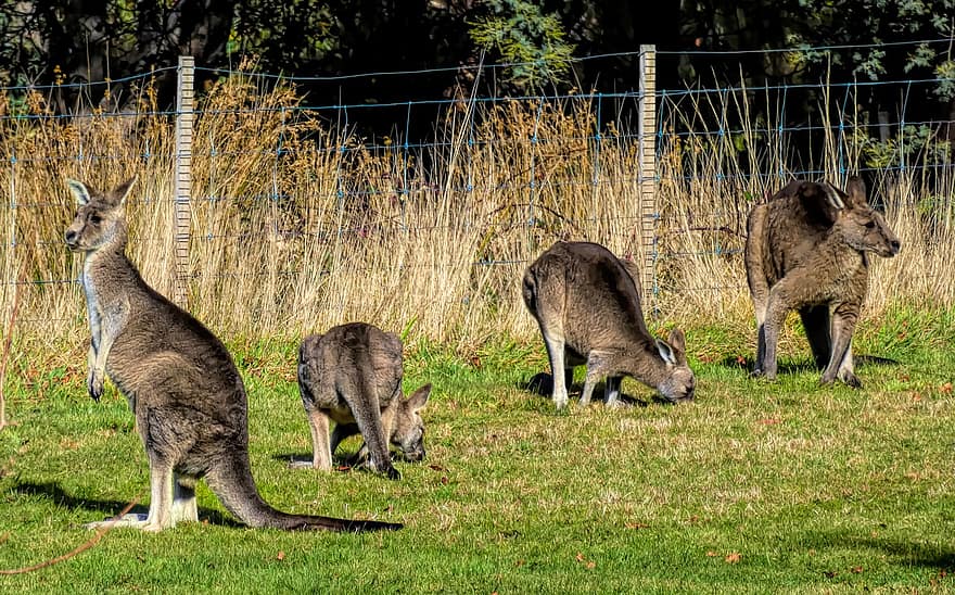 känguru, pungdjur, Australien, vilda djur och växter, natur, djur, gräs, söt, ungt djur, bruka, päls