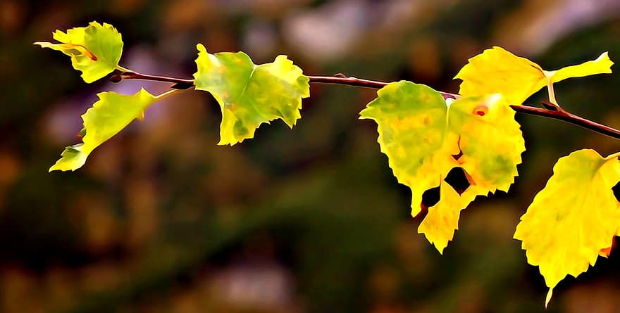잎, 가을, 무너짐, 아름다움, 가을의 금, 자연의 아름다움, 자연, 가을의 색