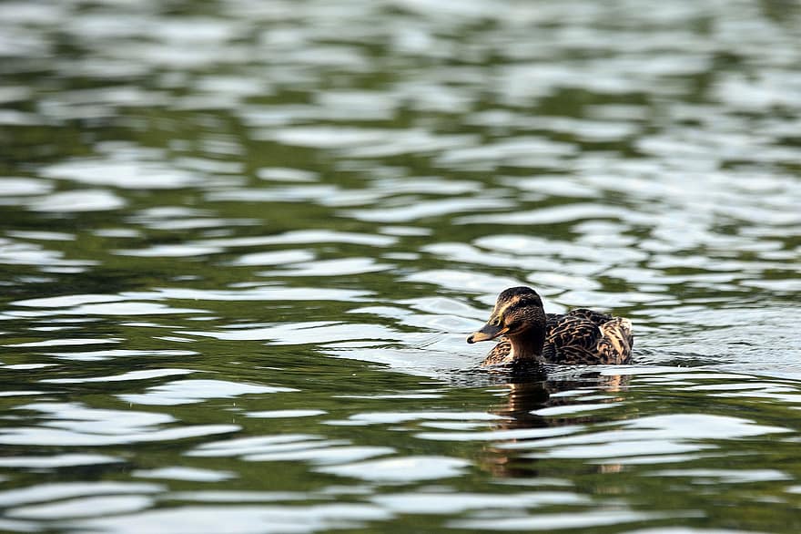 Duck, Bird, Lake, Water, To Swim, Reflection, Swimming