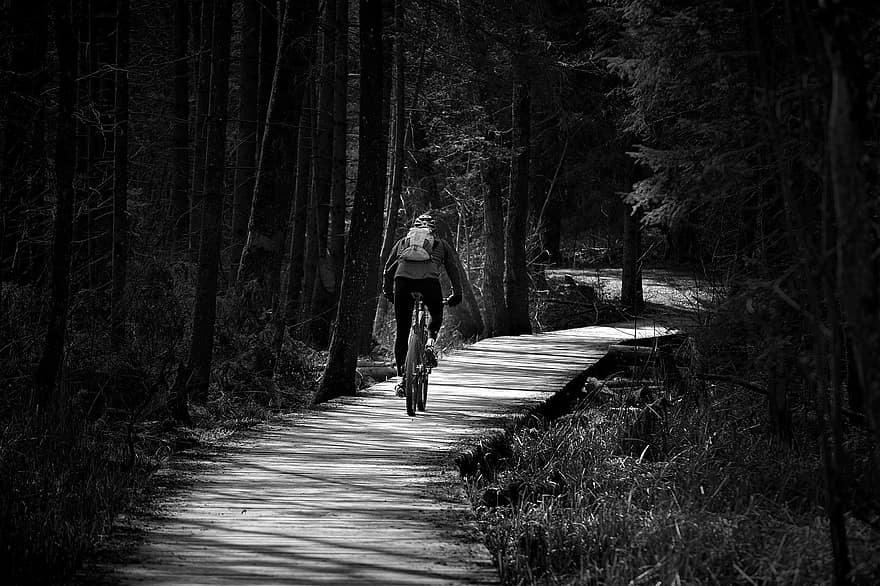 dviratininkas, parkas, dviračių takas, kalnų dviratis, pobūdį, miškas, „Boardwalk“, kelias, medžiai, miško kelias, vyrai