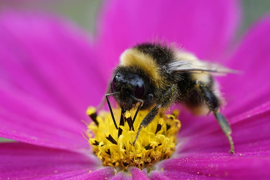 kwiat, kosmos, płatki, pszczoła, owad, makro, zbliżenie, zapylanie, pyłek, pszczoła miodna, pojedynczy kwiat