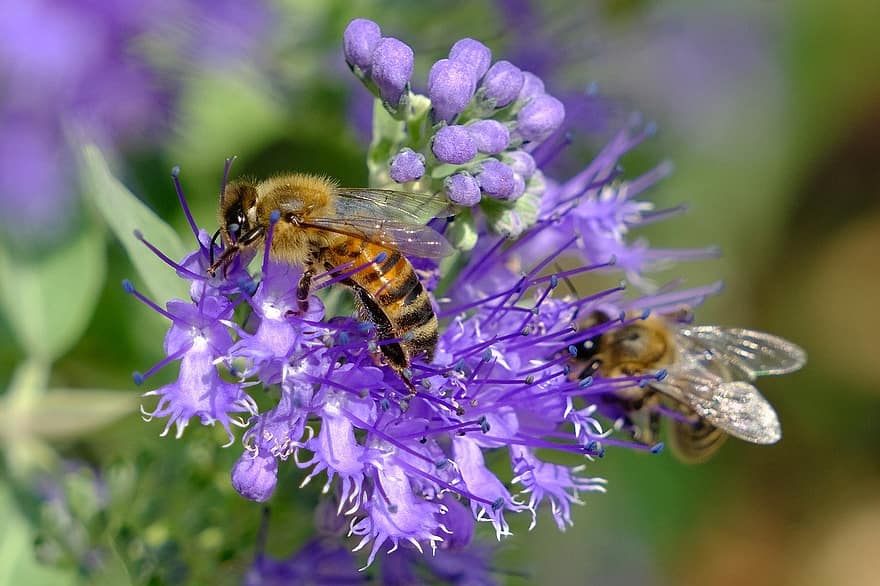 abelhas, flores, inseto, abelha, polinização, flor, fechar-se, macro, verão, pólen, plantar