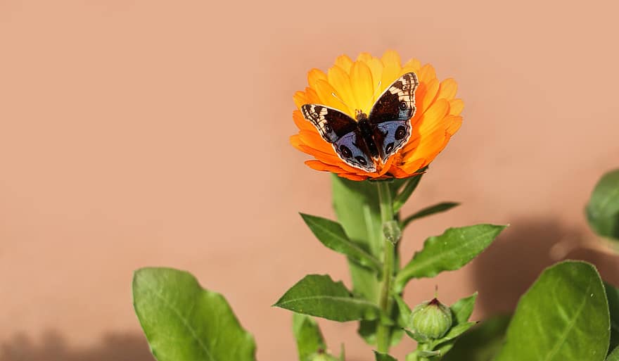 나비, 꽃, 수분, 곤충, 날개 달린 곤충, 나비 날개, 플로라, 동물 상, 자연, 닫다, 여름