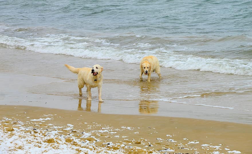 labradoras, šunys, papludimys, šlapias, smėlis, pakrantėje, jūros, bangos, augintiniai, šuo, retriveris