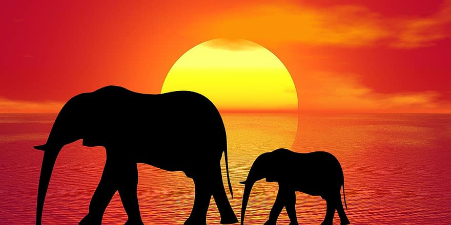 象、自然、動物、月、日の出、風景、サファリ、アフリカ、哺乳類、野生動物、野生