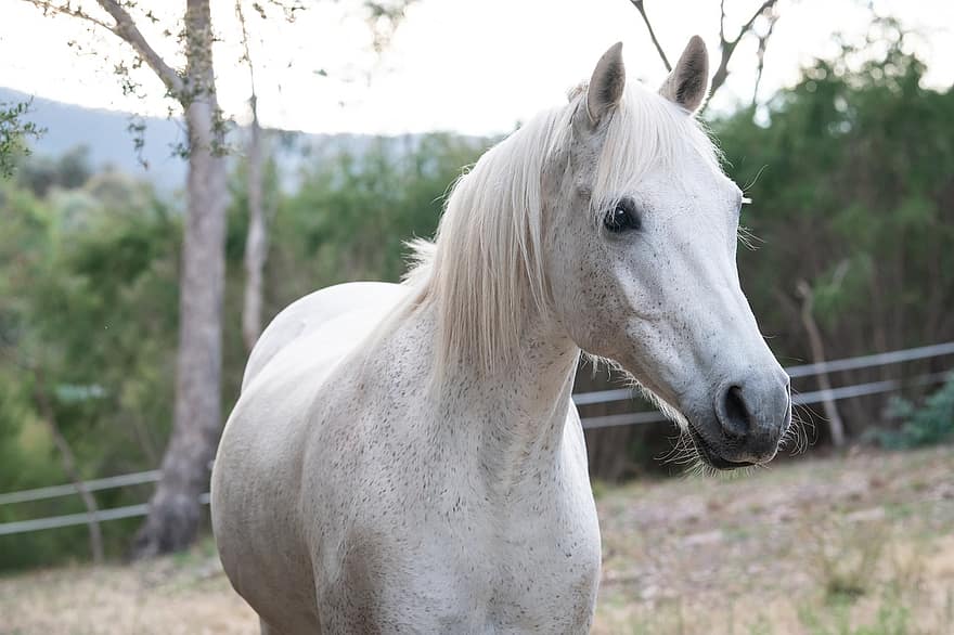 australský poník, kůň, zvíře, savec, koňský, portrét
