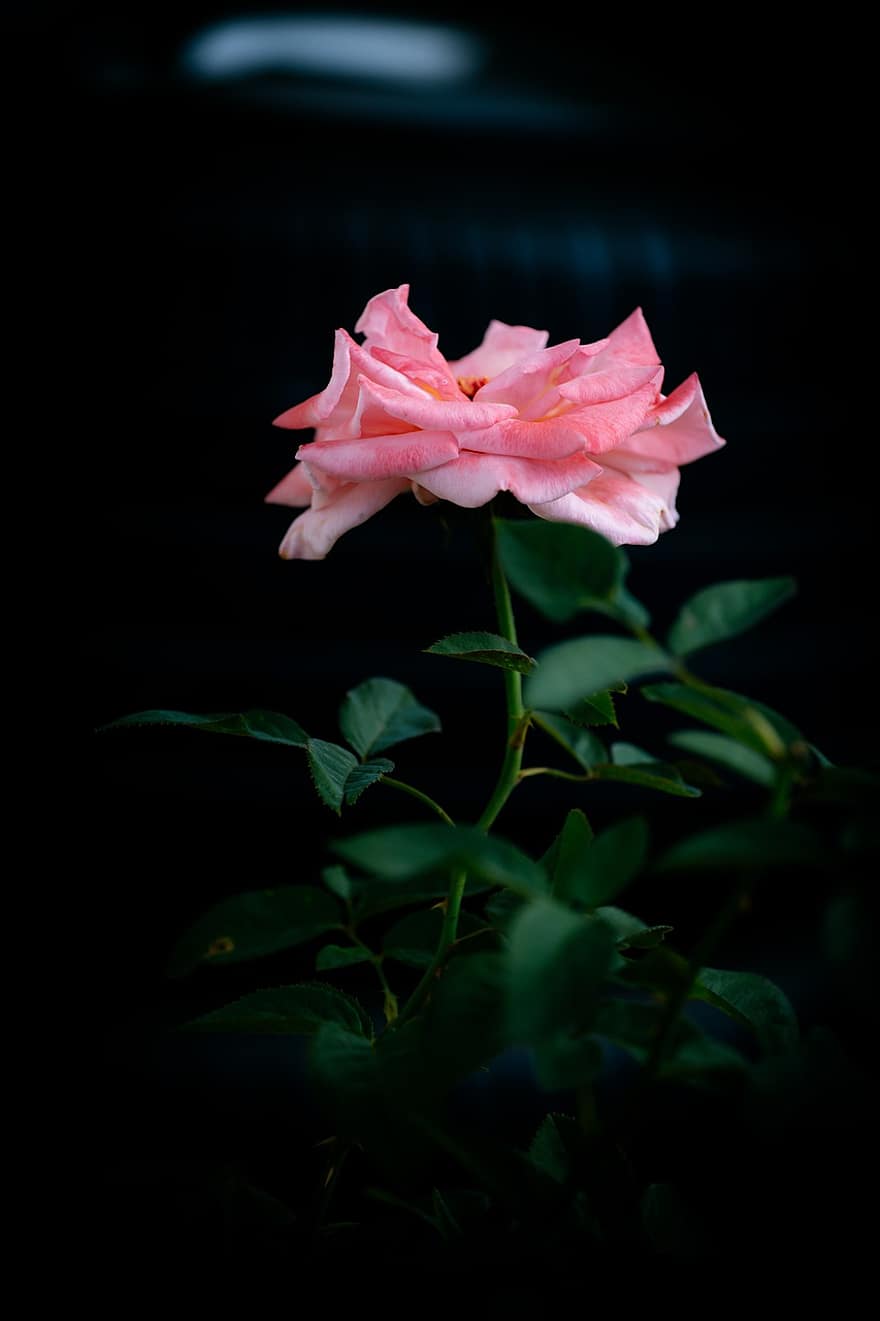 Trandafir, floare, floare roz, a crescut floare, petale, petale de trandafir, a inflori, inflori, frunze, floră