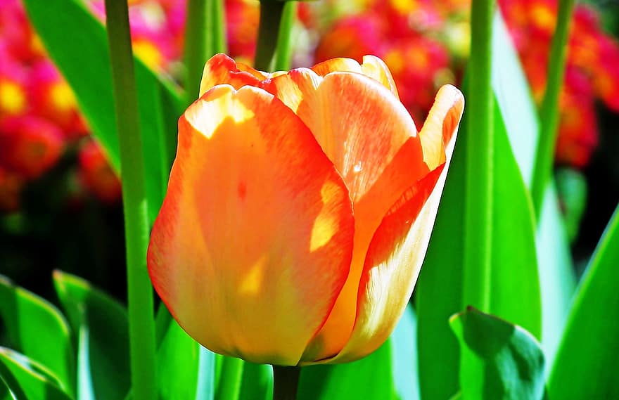 flores, tulipas, Primavera, jardim, colorida, fechar-se, florescendo, tulipa, flor, plantar, cabeça de flor