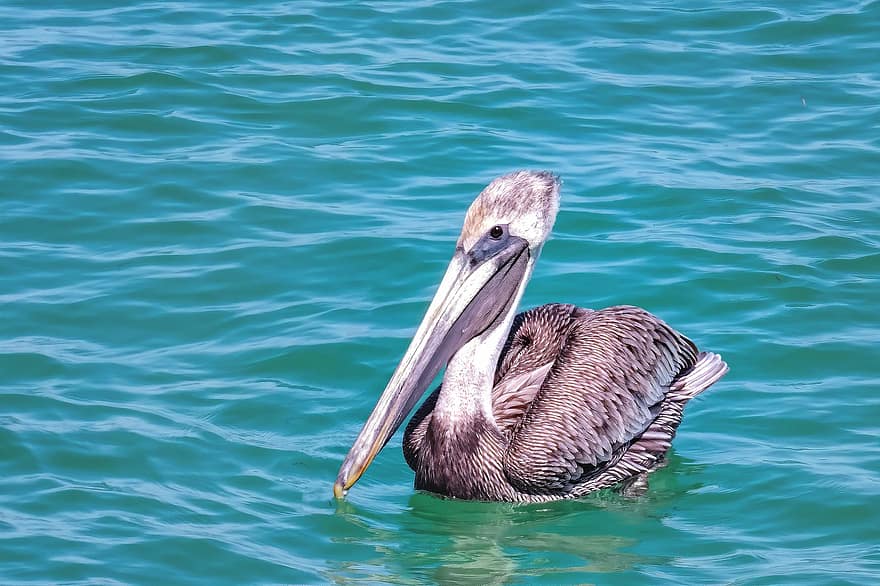 pelican, pasăre, natură, animal, cioc, pene, apă, ocean, mare