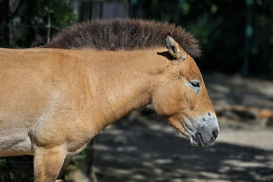 Horse, Mane, Mammal, Head, Przewalski's Horse, Mongolian Wild Horse, Dzungarian Horse, Takhi, Wild, farm, animal head