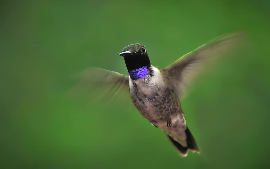 kolibri, paukštis, skraidantis, juodos spalvos kolibras, gyvūnas, laukinės gamtos