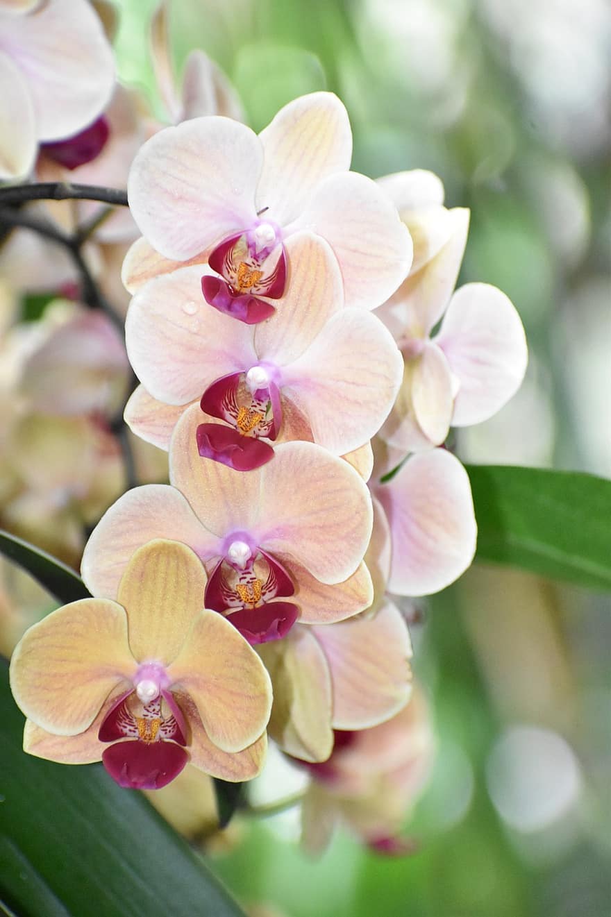 orchidea, phalaenopsis, virág, virágzás, virágzik, Nybg, növény, közelkép, virágfej, virágszirom, levél növényen