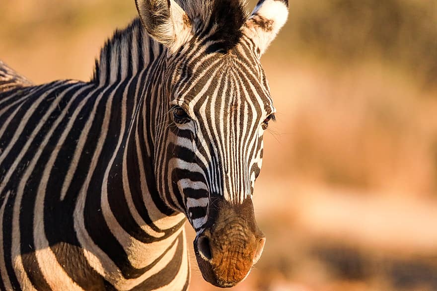 zebras, gyvūnas, laukinės gamtos, žinduolių, arklinių šeimos gyvūnai, juostelės, galva